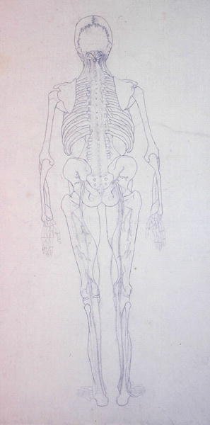 Studie lidské postavy, zadní pohled, z komparativní anatomické expozice stavby lidského těla s tygrem a slepicí, kolem 1795-1806 (grafit na papíře) od George Stubbs