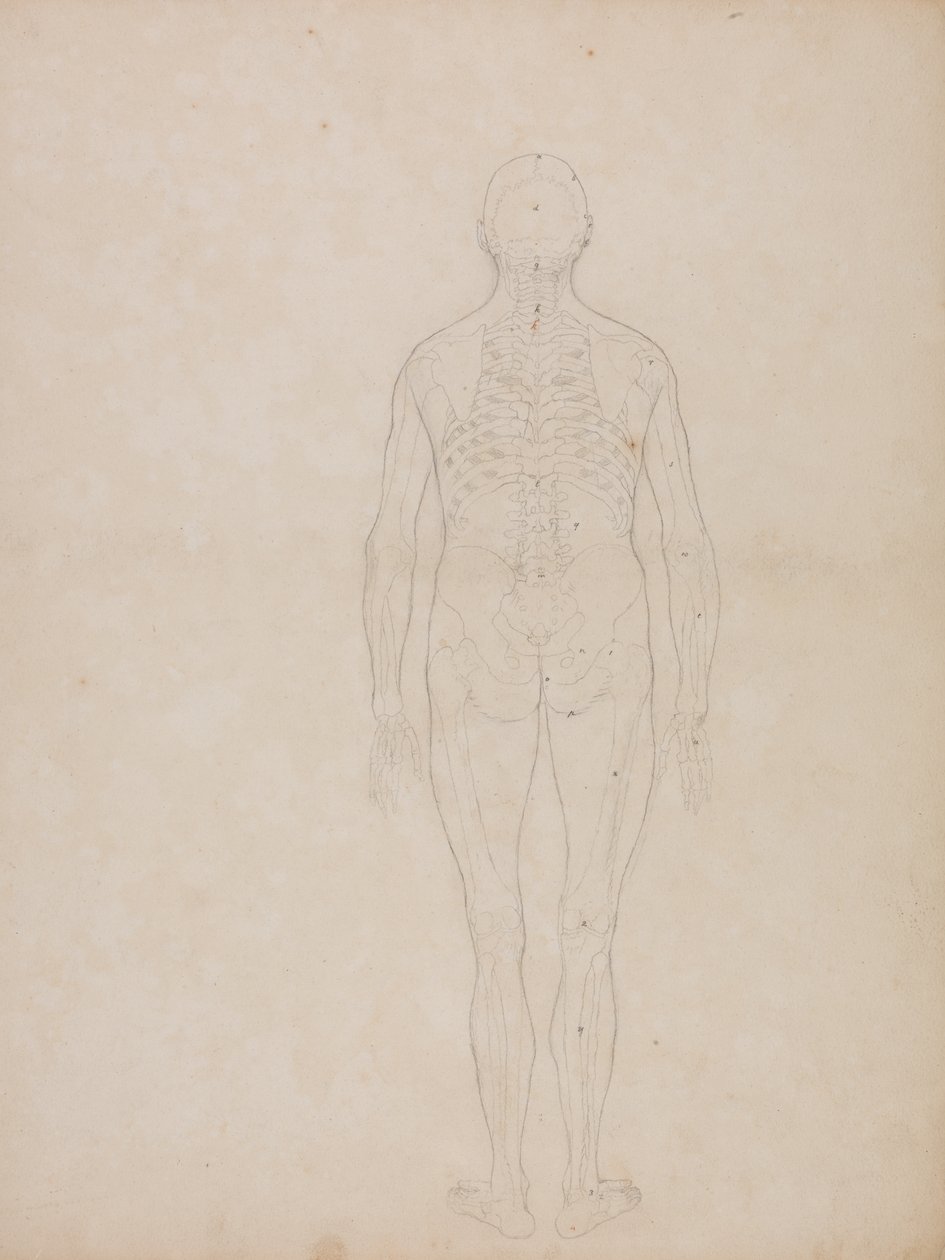 Studie lidské postavy, pohled zezadu, ze srovnávací anatomické expozice stavby lidského těla s tygrem a slepicí, kolem 1795-1806 (grafit na patronovém papíru) od George Stubbs