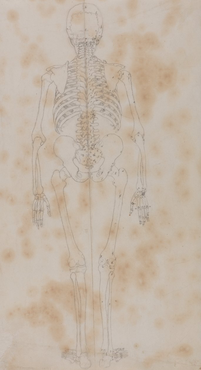 Studie lidské postavy, zadní pohled, z komparativní anatomické expozice stavby lidského těla s tygrem a slepicí, kolem 1795-1806 (grafit na papíře) od George Stubbs