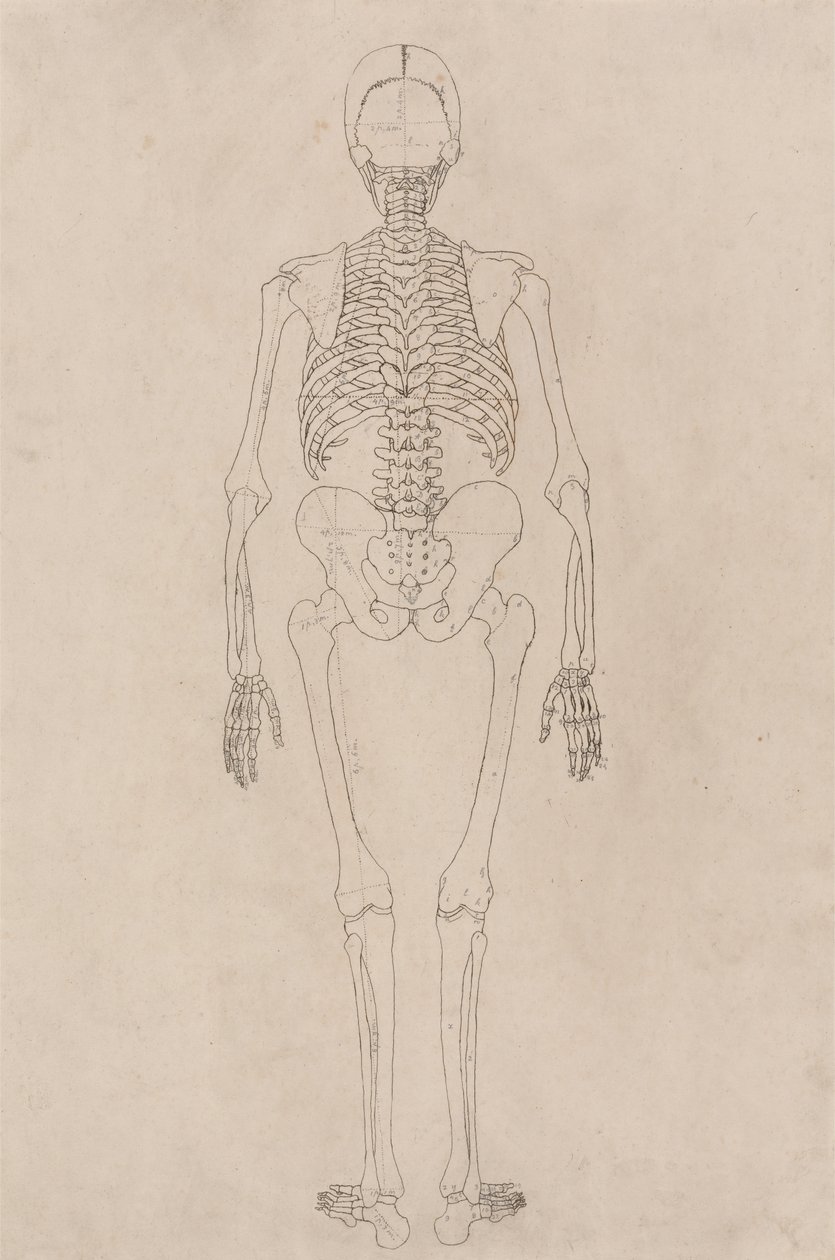 Studie lidské postavy, pohled zezadu, z komparativní anatomické expozice stavby lidského těla se strukturou tygra a drůbeže, kolem 1795-1806 (inkoust na kazetovém papíru) od George Stubbs