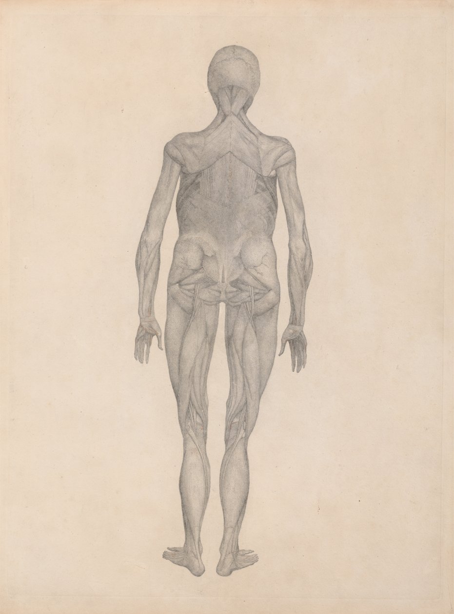 Studie lidské postavy, pohled zezadu, s odstraněnou kůží a pod ní ležícími fasciálními tkáněmi, ze Srovnávací anatomické expozice struktury lidského těla s tygrem a komunikátorem od George Stubbs