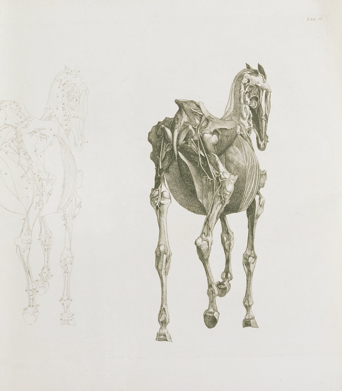 Tab. XV, z „Anatomie koně...“, 1766 od George Stubbs