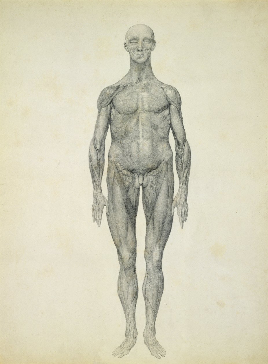 Lidská postava, pohled zepředu, ze série „Srovnávací anatomická expozice stavby lidského těla s tygrem a drůbeží“ od George Stubbs