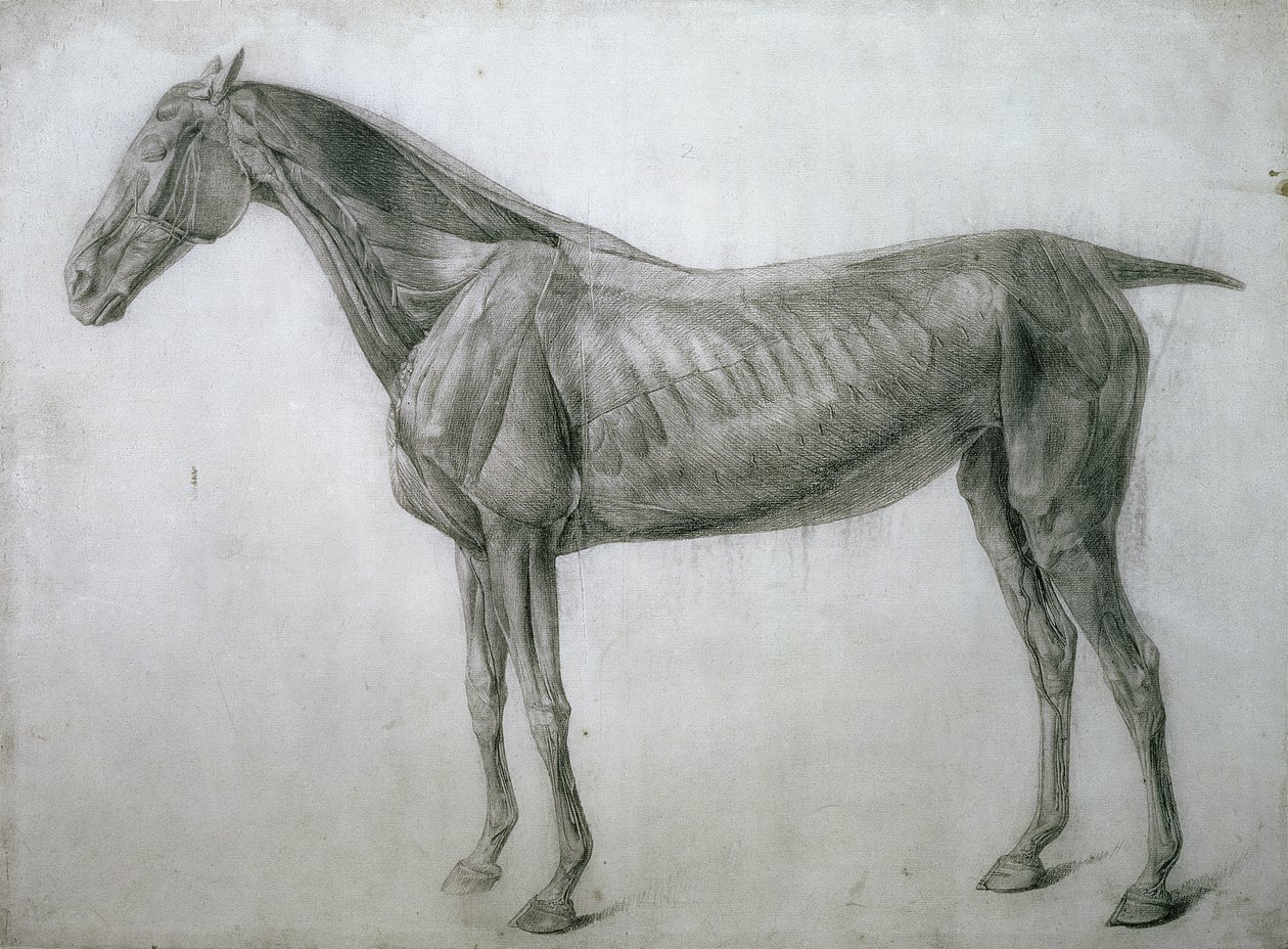 Studium svalů: Kresba Ecorche viděná z boku, z 13. anatomické tabulky, z anatomie koně, 1766 od George Stubbs