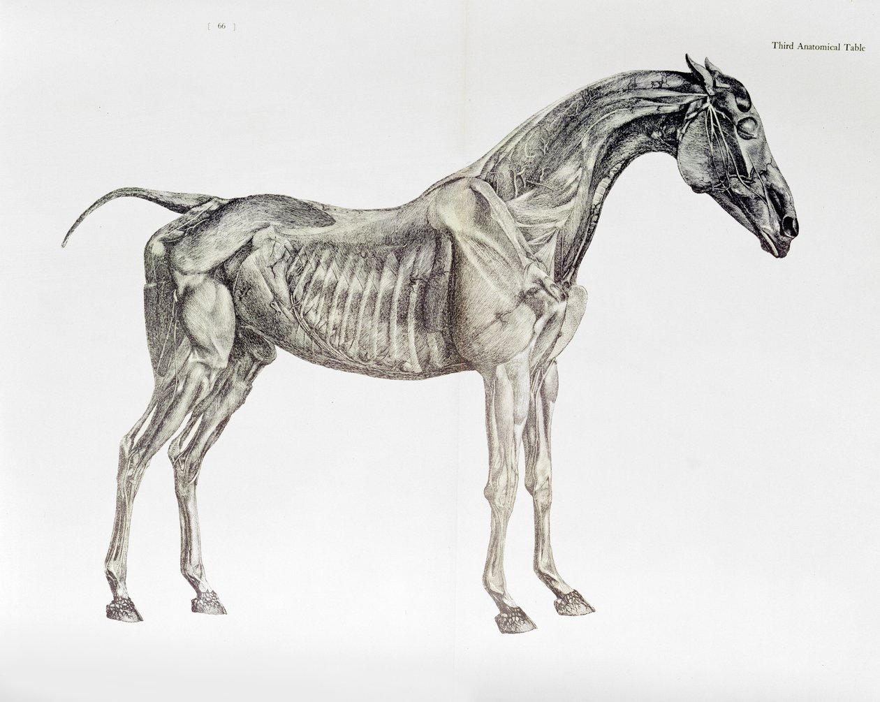 Třetí anatomická tabulka z knihy "Anatomie koně od George Stubbs