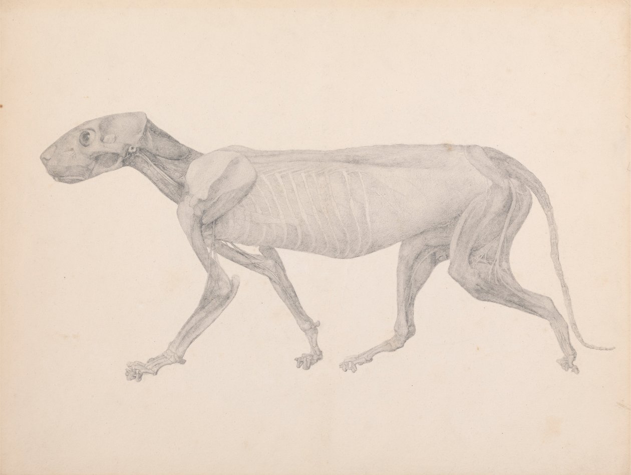 Tělo tygra, boční pohled (dokončený výkres pro nepublikovanou tabulku; zobrazuje třetí fázi pitvy) od George Stubbs