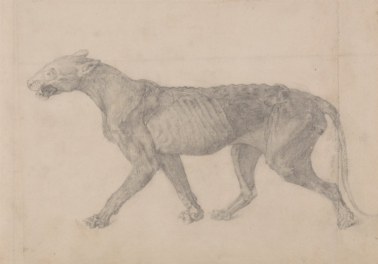 Tygří tělo, boční pohled (první z devíti kreseb dalšího exempláře tygra) od George Stubbs