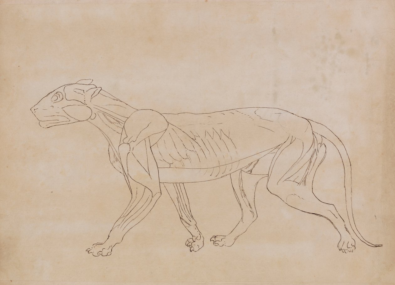 Tělo tygra, boční pohled (nákres pro klíčovou postavu) od George Stubbs