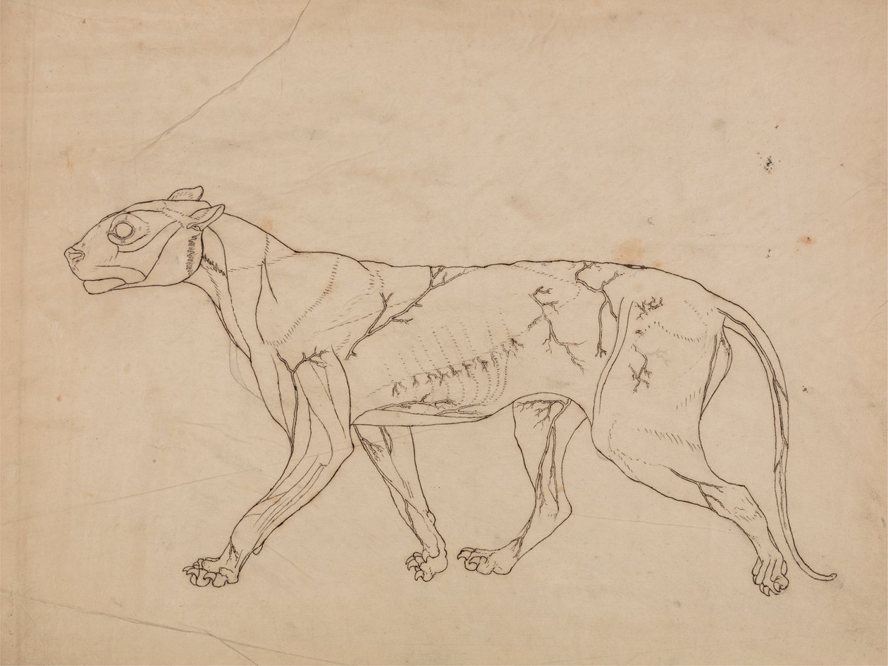 Tygří tělo, boční pohled (nástin studie povrchových svalů a jejich prokrvení, pravděpodobně vytvořený pro klíčovou postavu) od George Stubbs