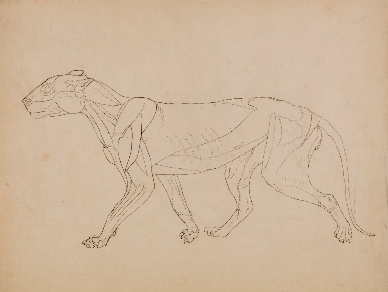 Tělo tygra, boční pohled (pravděpodobně vytvořeno jako základ pro klíčovou postavu) od George Stubbs