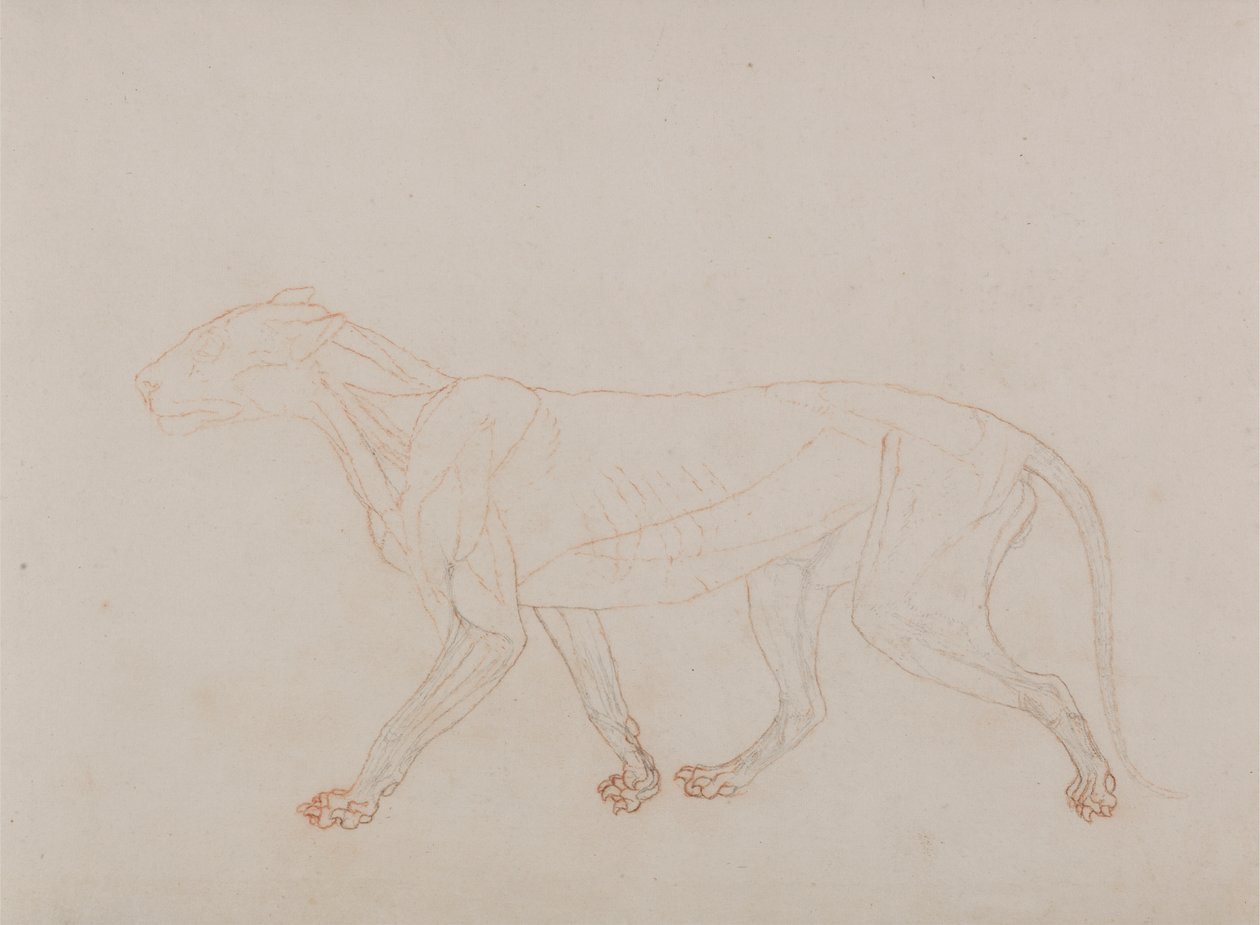Tělo tygra, boční pohled (ukazuje třetí fázi pitvy) od George Stubbs