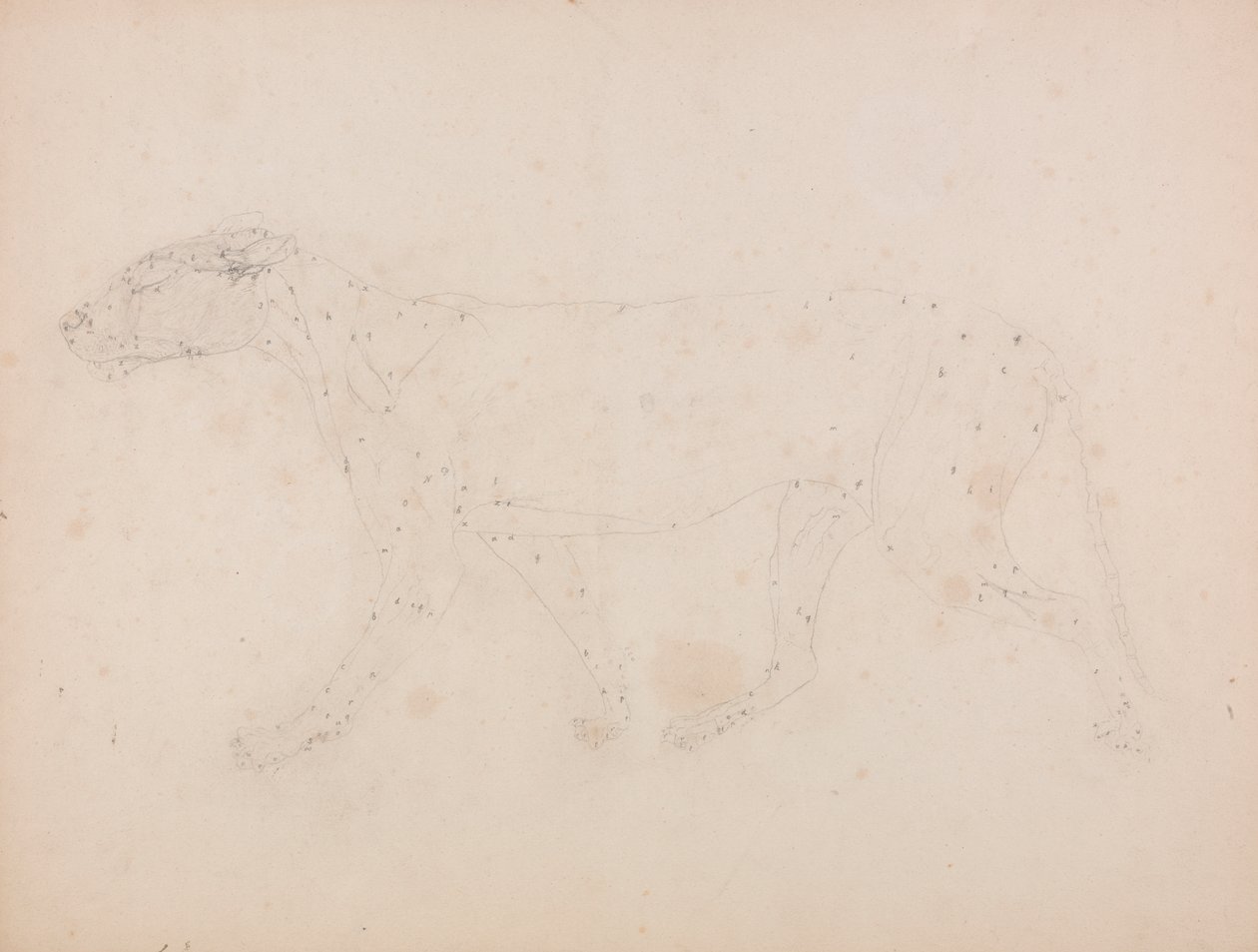 Tělo tygra, boční pohled (Studie svalů pro klíčovou postavu k tabulce IX) od George Stubbs