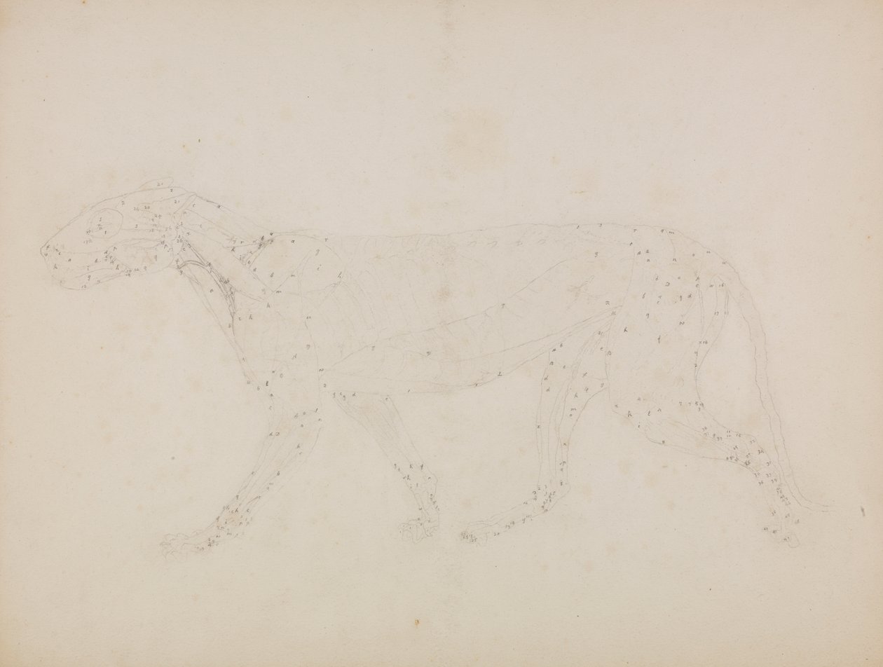 Tygří tělo, boční pohled (Studie horních vrstev svalů a jejich prokrvení připravená pro klíčovou postavu tabulky XIV) od George Stubbs