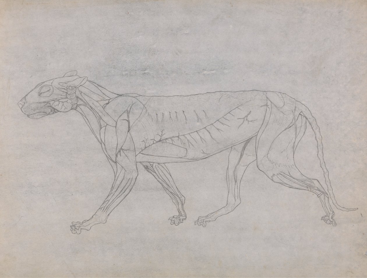 Tygří Tělo, Boční Pohled od George Stubbs