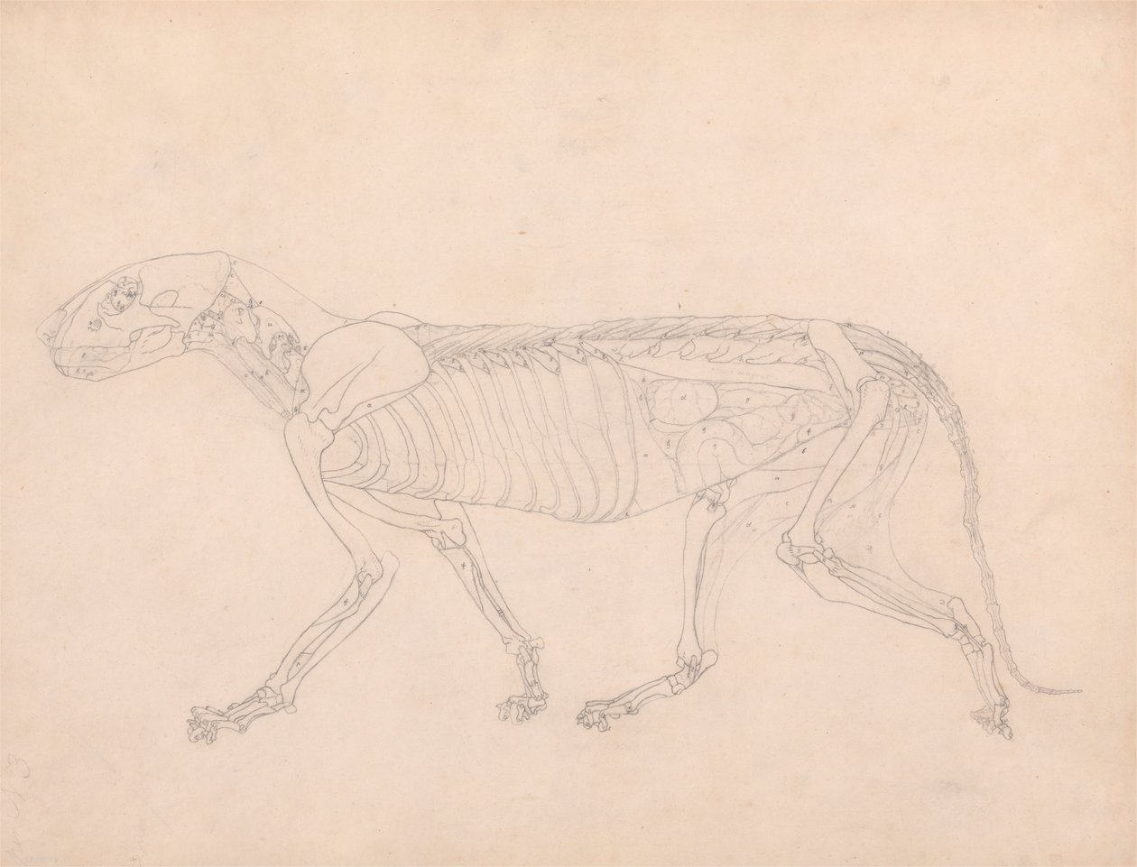 Tygří Tělo, Boční Pohled od George Stubbs
