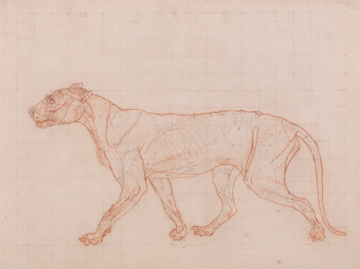 Tygří Tělo, Boční Pohled od George Stubbs