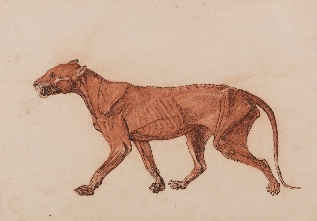 Tygří Tělo, Boční Pohled od George Stubbs