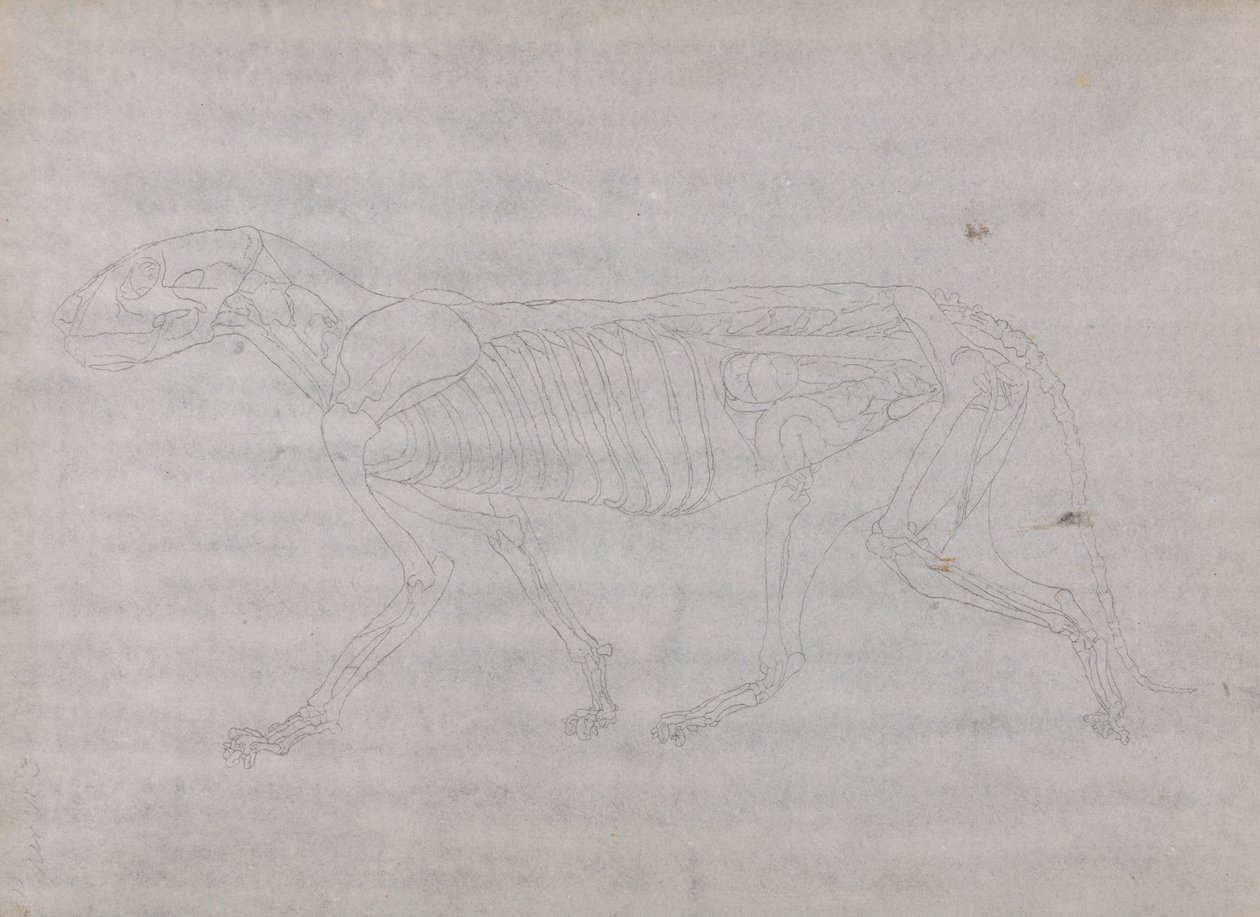 Tygří Tělo, Boční Pohled od George Stubbs