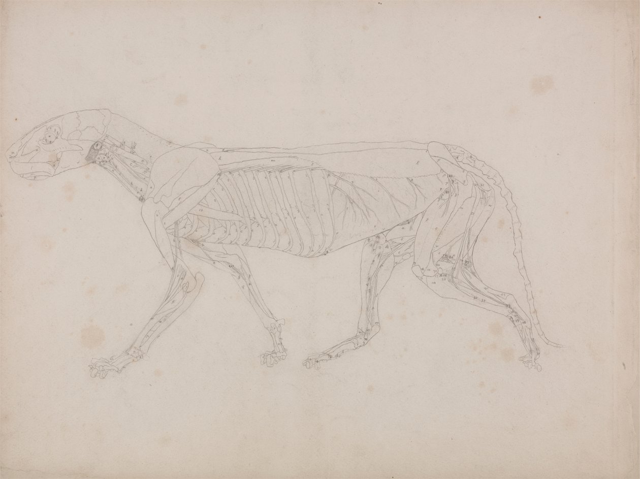 Tygří Tělo, Boční Pohled od George Stubbs