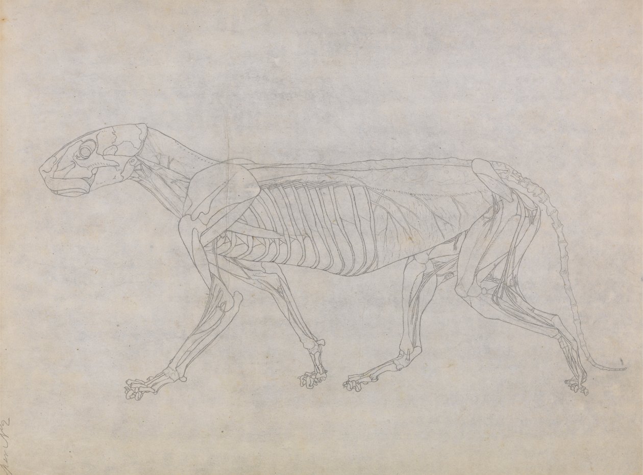Tygří Tělo, Boční Pohled od George Stubbs