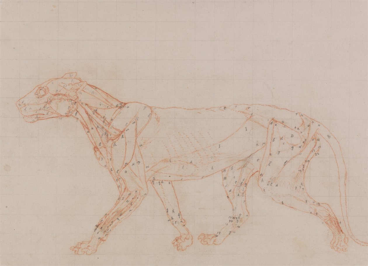Tělo tygra, boční pohled (Studie svalů exponovaných ve třetí fázi pitvy) od George Stubbs