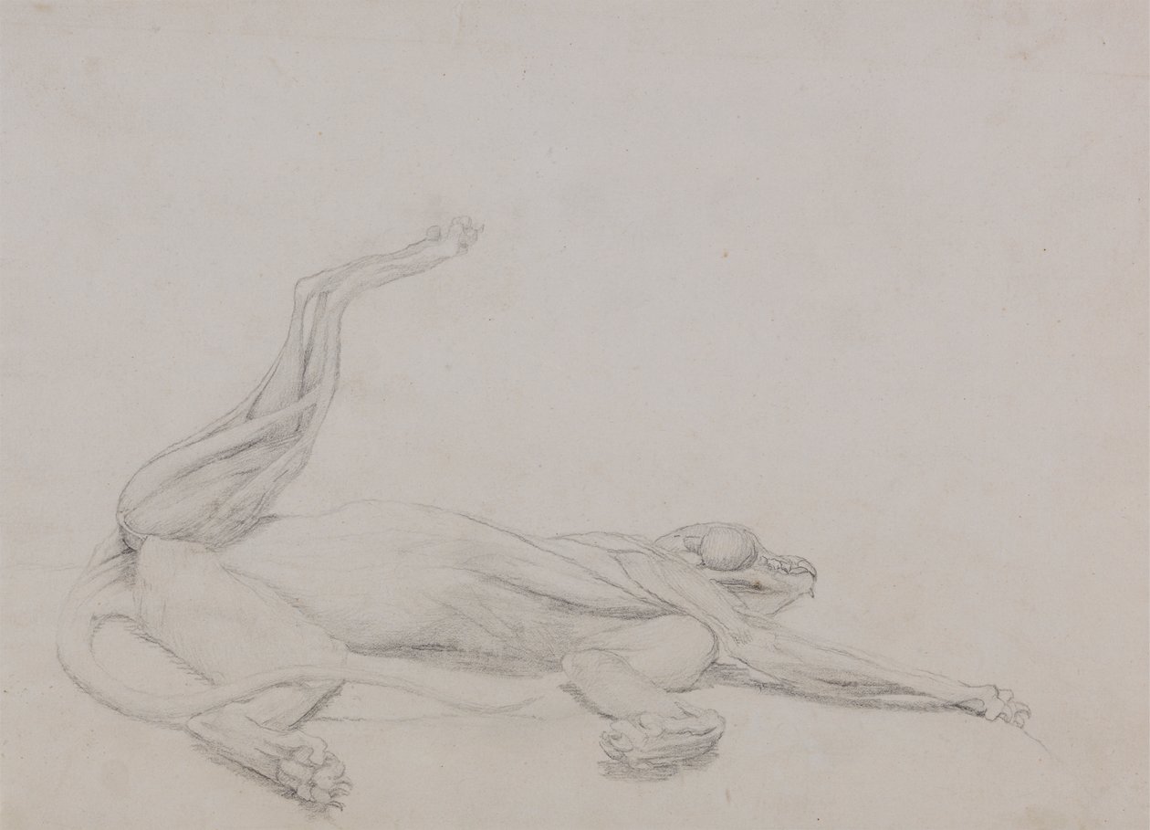 Tělo tygra, ležící, při pohledu ventrálně od George Stubbs