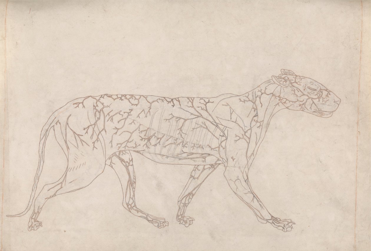 Tygr, boční pohled (nákres studie zásobování povrchovou krví, připraveno pro klíčový obrázek k tabulce IX) od George Stubbs