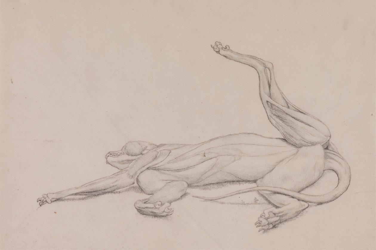 Tygr, ležící, při pohledu ventrálně od George Stubbs