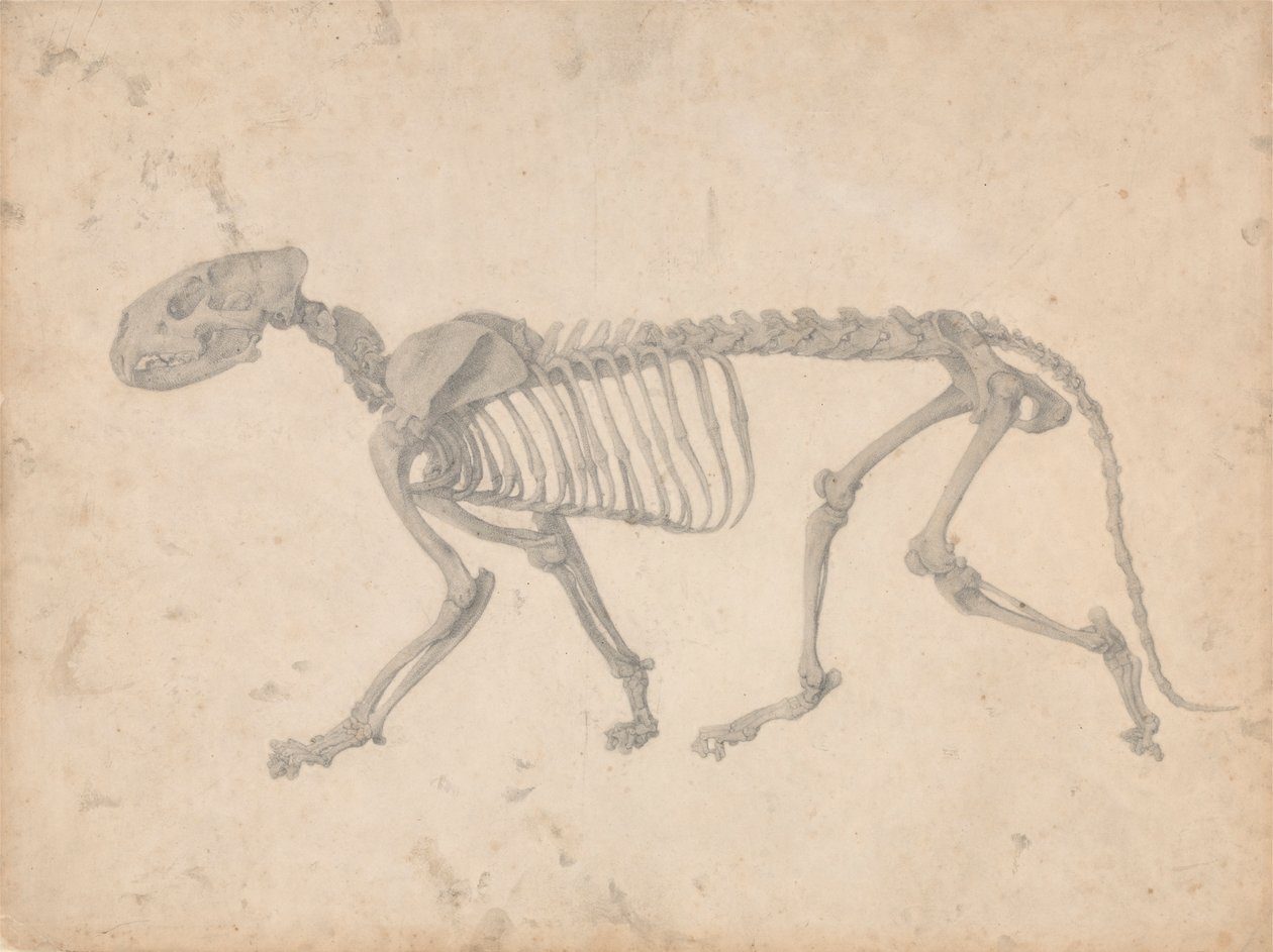 Kostra tygra, boční pohled (Dokončená studie pro tabulku IV) od George Stubbs