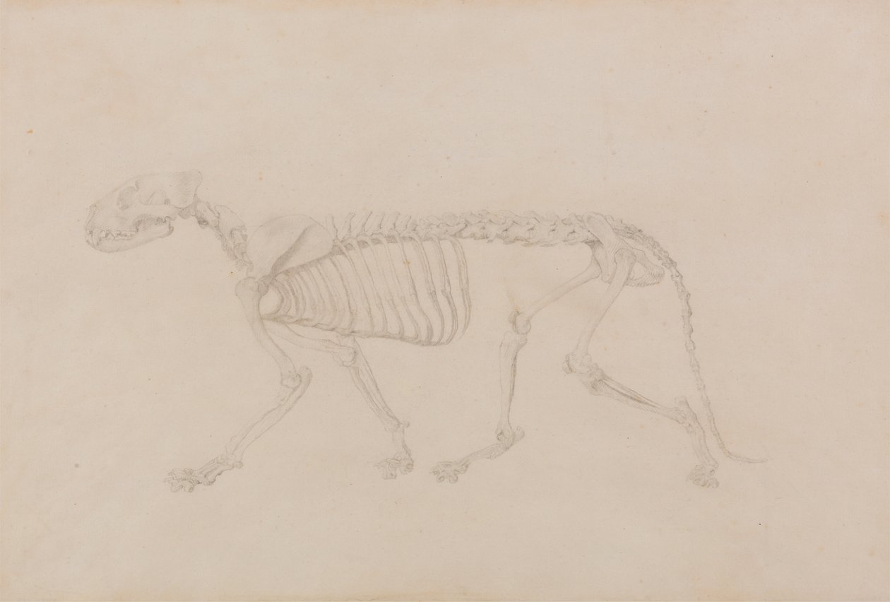 Kostra tygra, boční pohled (vysoce dokončená studie pro tabulku IV) od George Stubbs