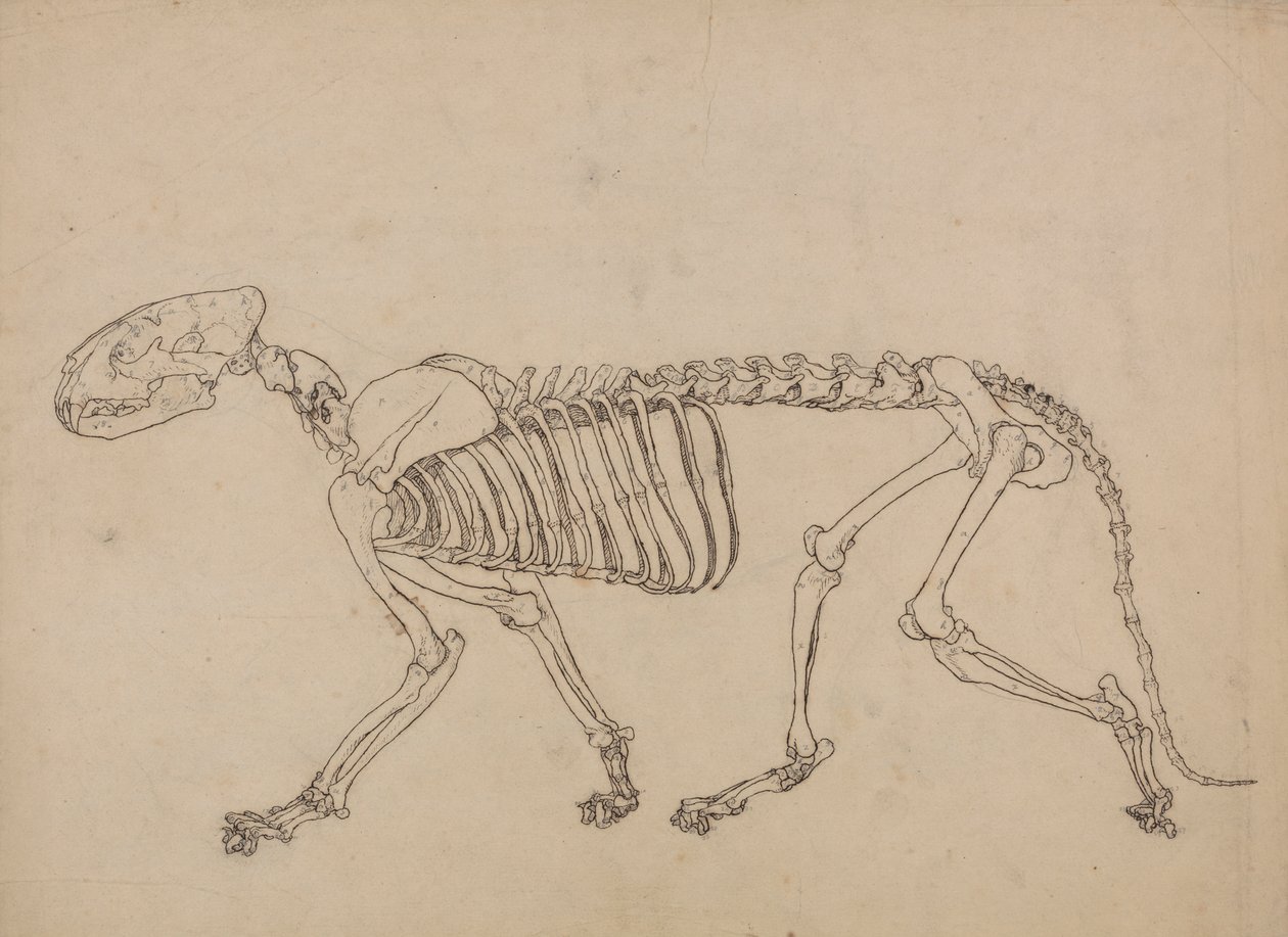 Kostra tygra, boční pohled (studie pro klíčovou postavu k tabulce IV) od George Stubbs