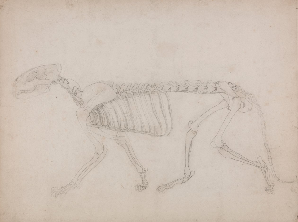Kostra tygra, Boční Pohled od George Stubbs