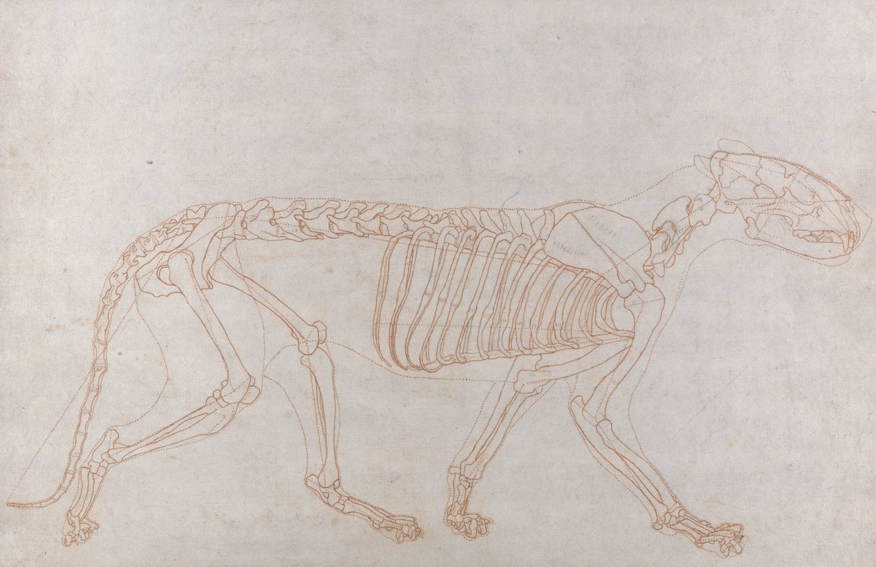 Kostra tygra, Boční Pohled od George Stubbs