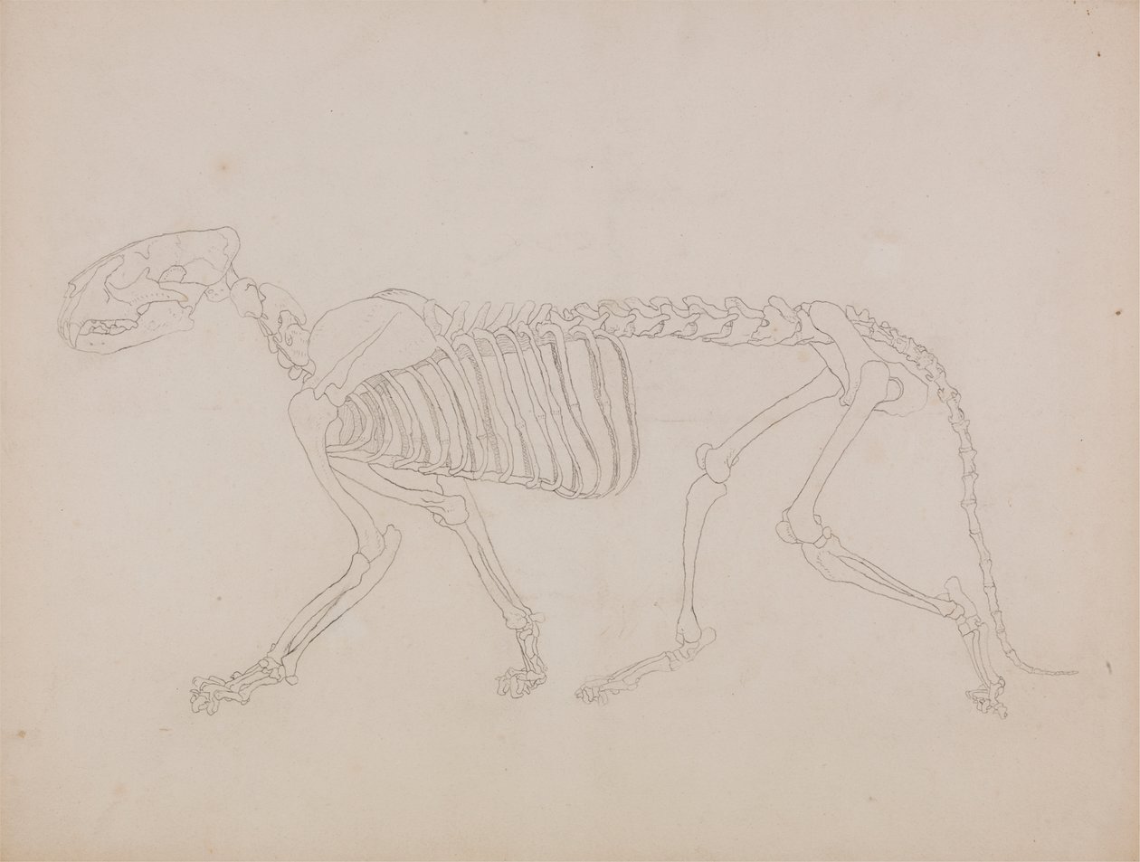 Kostra tygra, Boční Pohled od George Stubbs