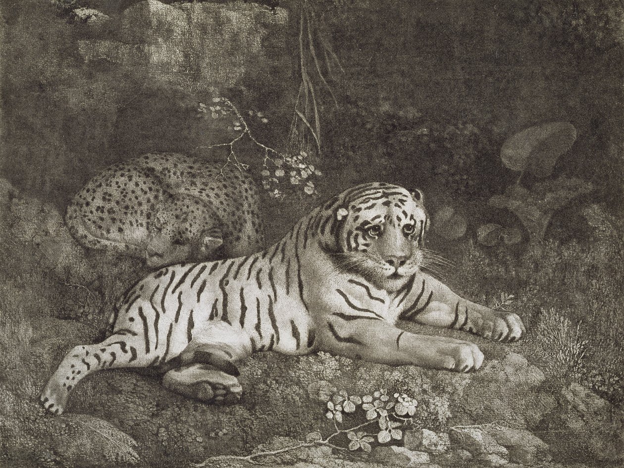 Dva Tygery, ryté umělcem, hospoda. 1788 (lept) od George Stubbs