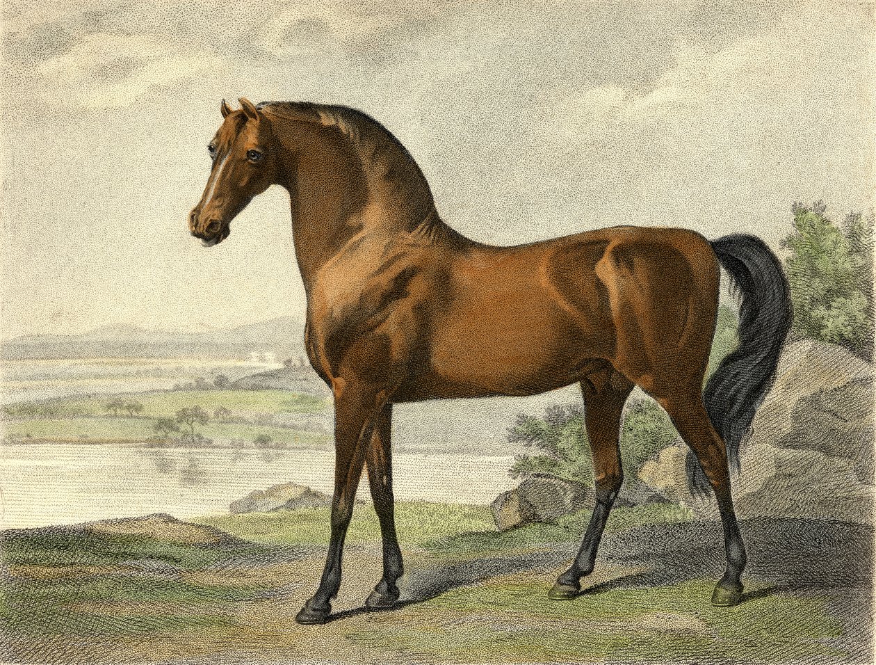 Arab Warren Hastings od George Stubbs