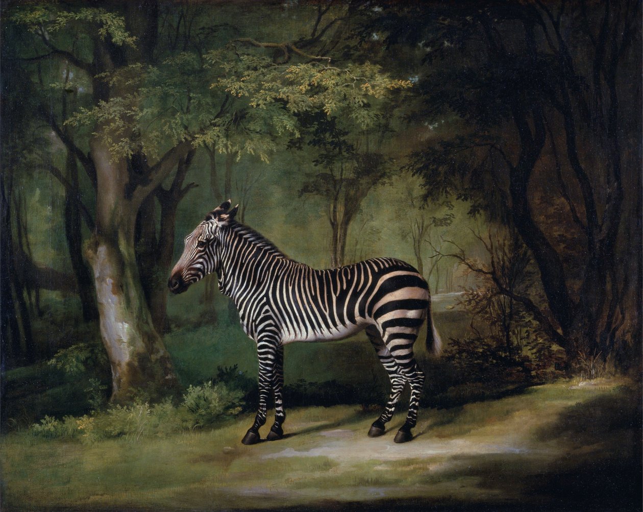 Zebra od George Stubbs