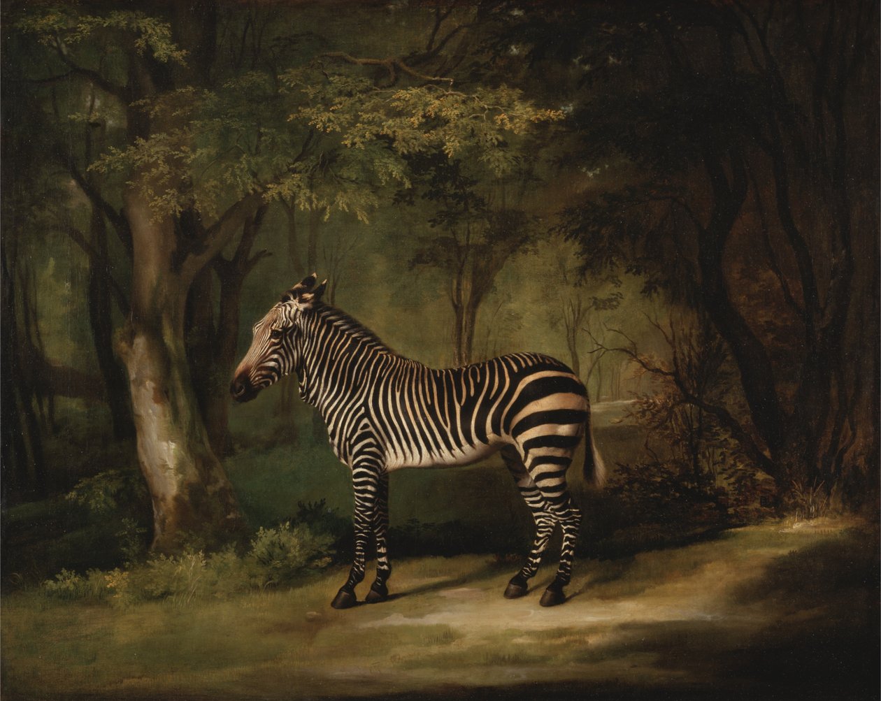 Zebra od George Stubbs