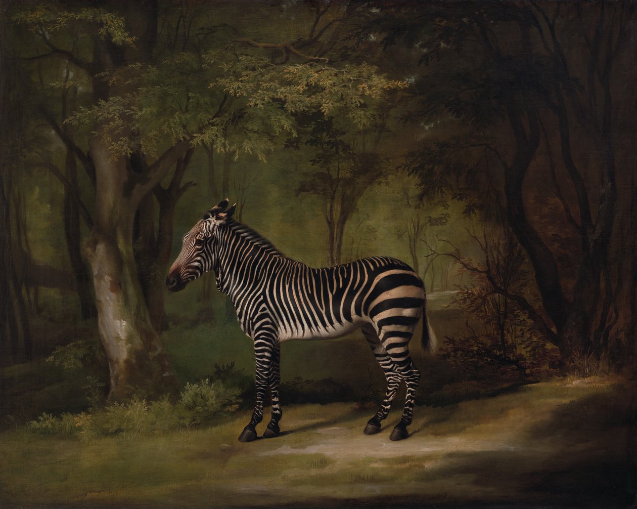 Zebra, vystavena 1763. od George Stubbs