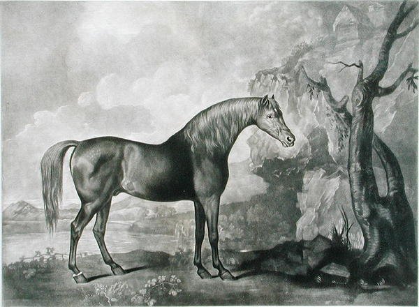 Maska hnědého koně, podle George Stubbse, 1773 (mezzotinta) od George Townley Stubbs