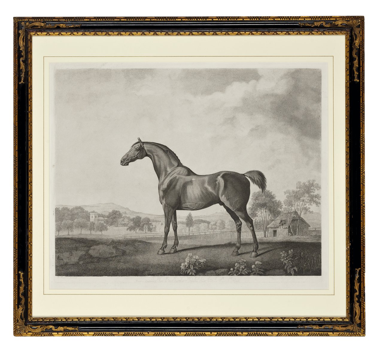 Sweetwilliam (tehovaná rytina) od George Townley Stubbs
