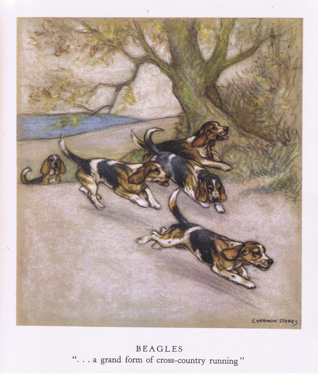 Beagles (barevná litografie) od George Vernon Stokes
