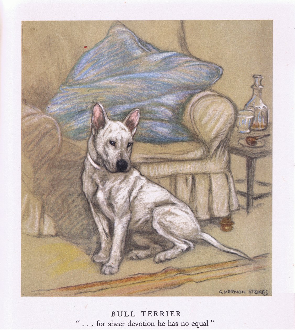 Bull teriér (barevná litografie) od George Vernon Stokes