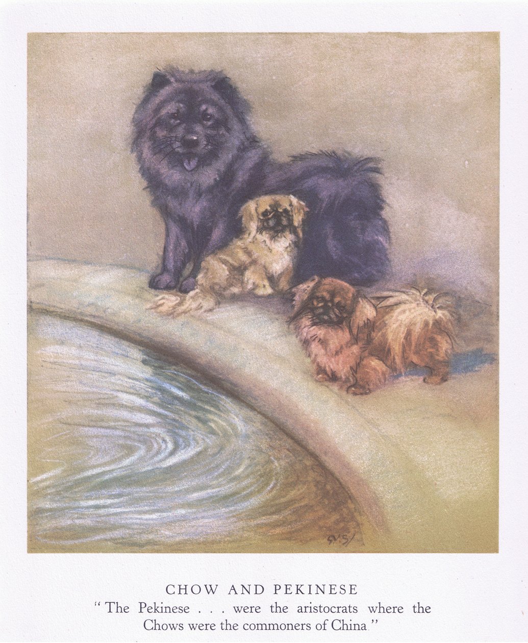 Čau-čau a pekinéz (barevná litografie) od George Vernon Stokes