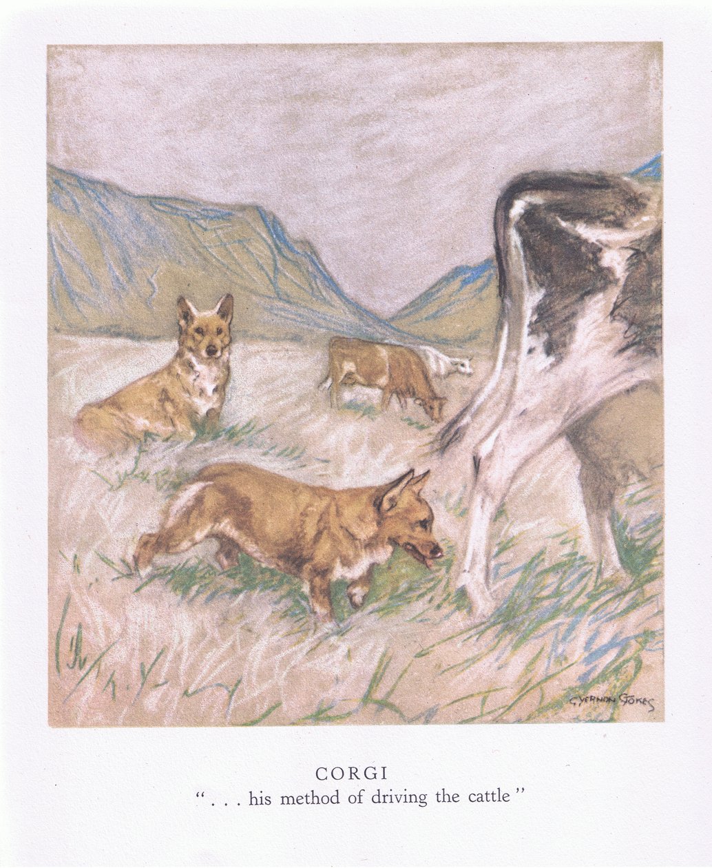 Corgi (barevná litografie) od George Vernon Stokes