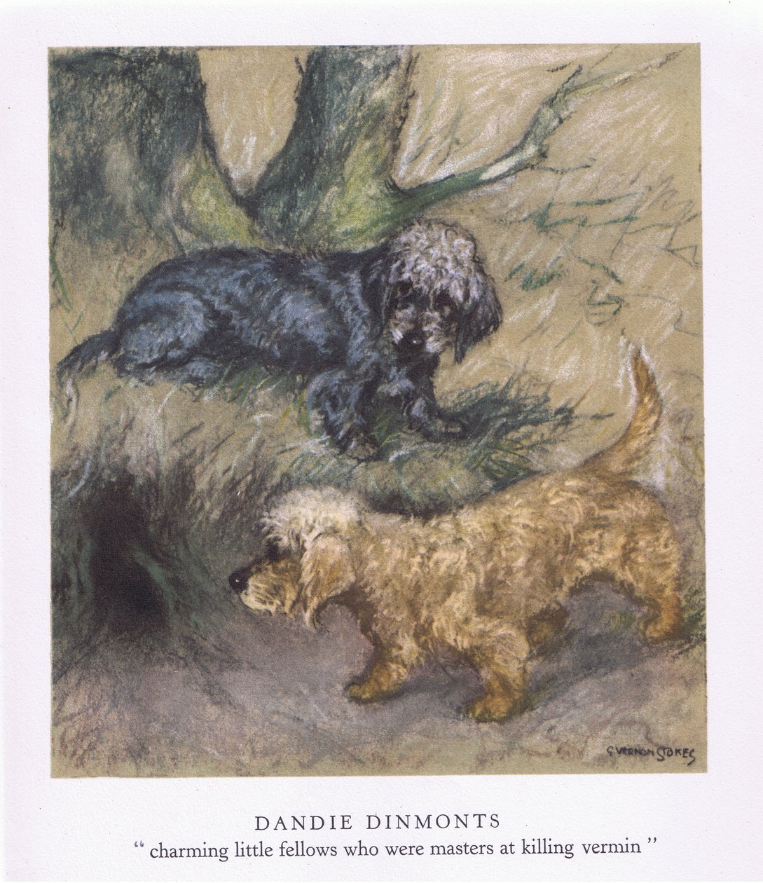 Dandie Dimonts (barevná litografie) od George Vernon Stokes