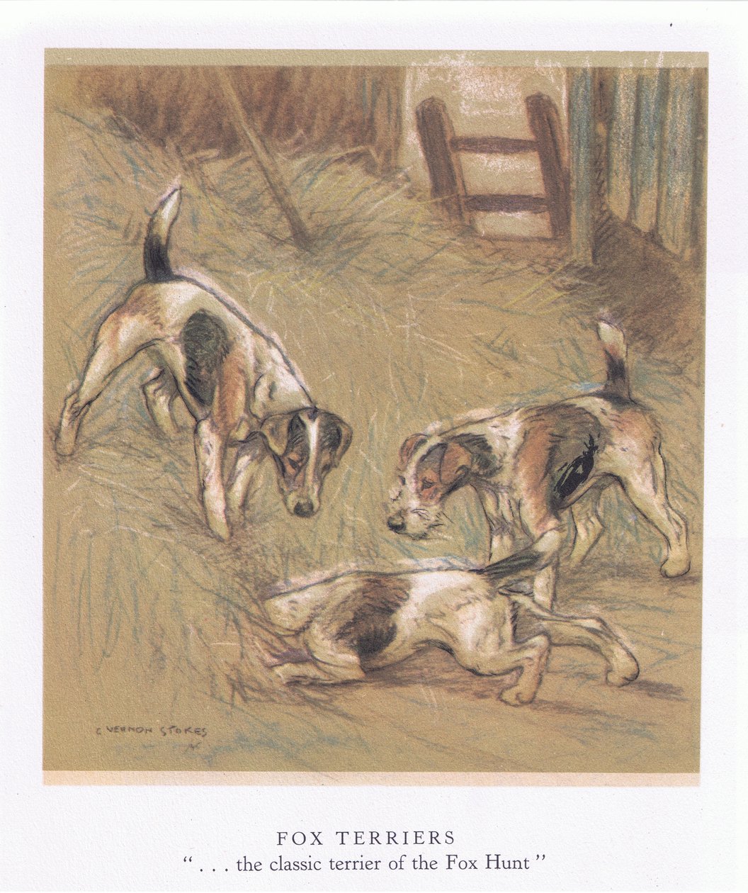 Foxteriéři (barevná litografie) od George Vernon Stokes