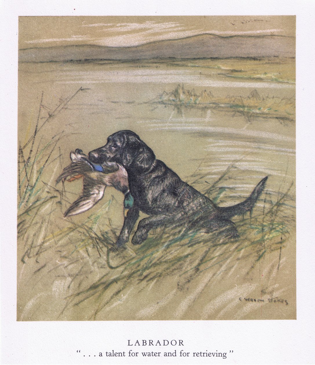 Labrador (barevná litografie) od George Vernon Stokes