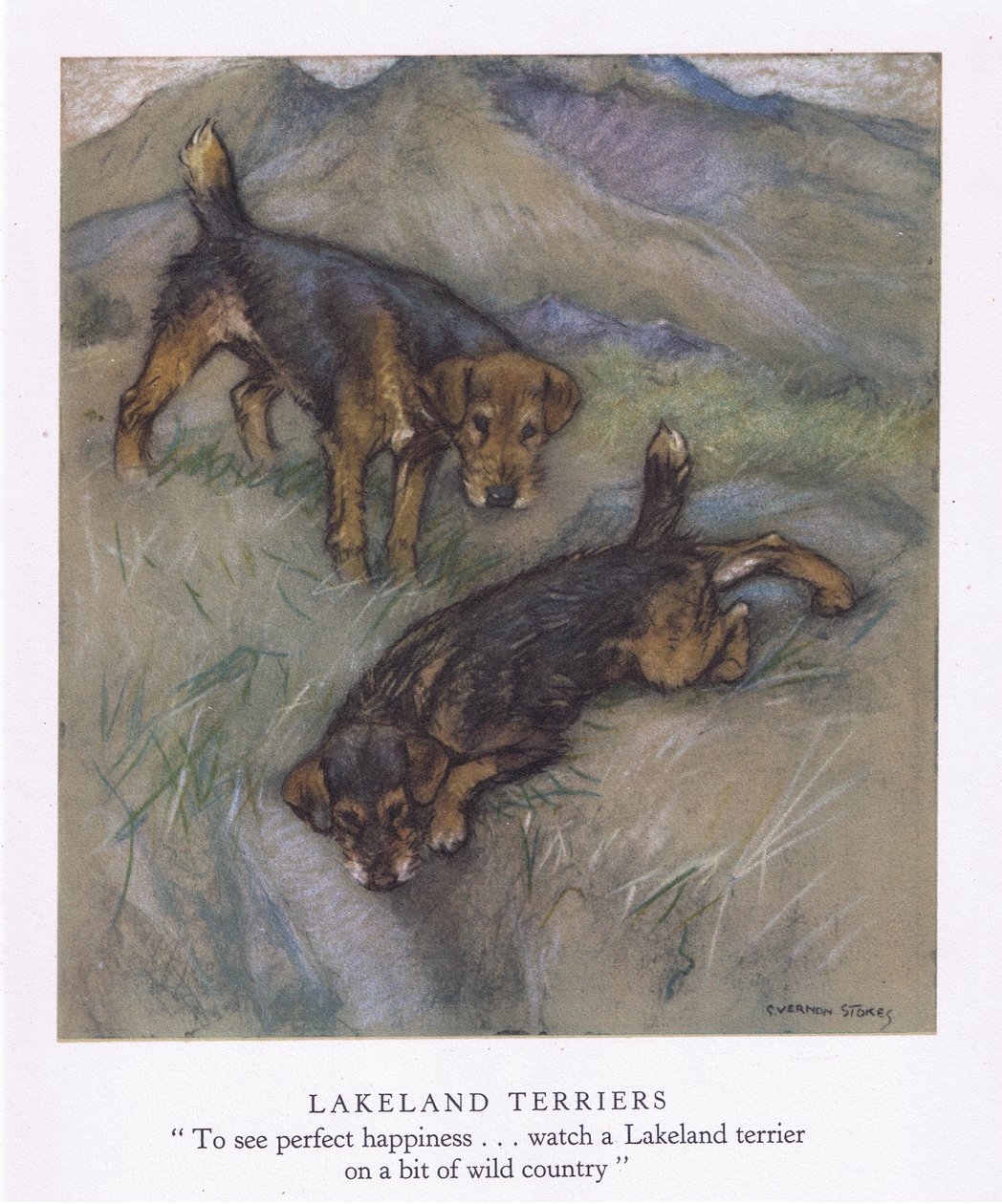 Lakeland teriéři (barevná litografie) od George Vernon Stokes