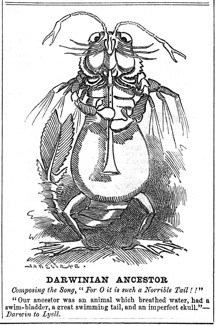Darwinův předek, 1887 od George du Maurier